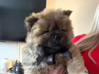 Chow Chow dogs Cinnamon Male chow chow puppy ready to leave - Advert 4