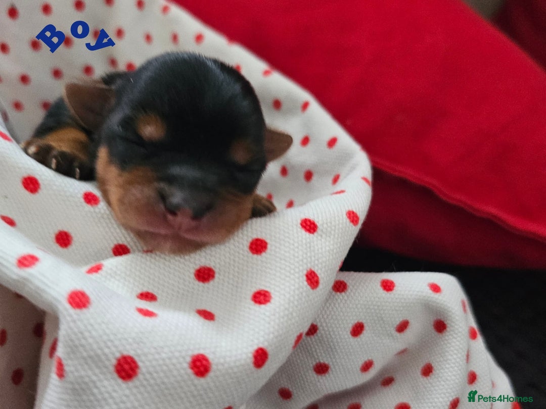 Yorkshire Terrier dogs for sale:  Yorkshire terriers🐶Kc.reg.💙1 BOY available 🧡💚 - Image 4