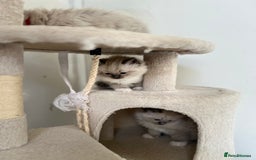 Ragdoll cats for sale: Meet Special Joy - Image 21