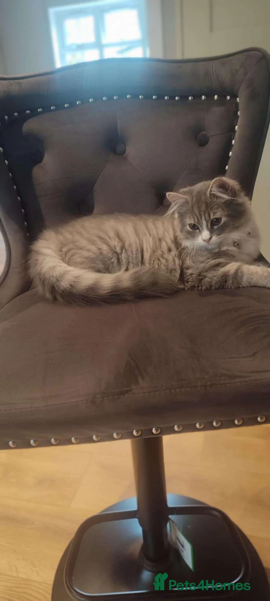 Norwegian Forest Cat cats for stud: Fluffy Romeo Seeking His Juliet – Meet Felix! in Bristol - Advert 11