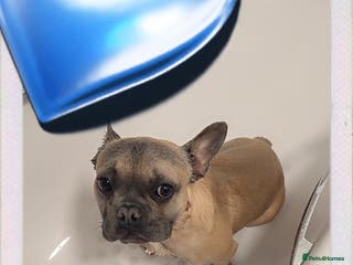 French Bulldog dogs French bulldog - Advert 1