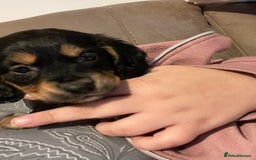 Mixed Breed dogs for sale: Cocker spaniel crosses - Image 3