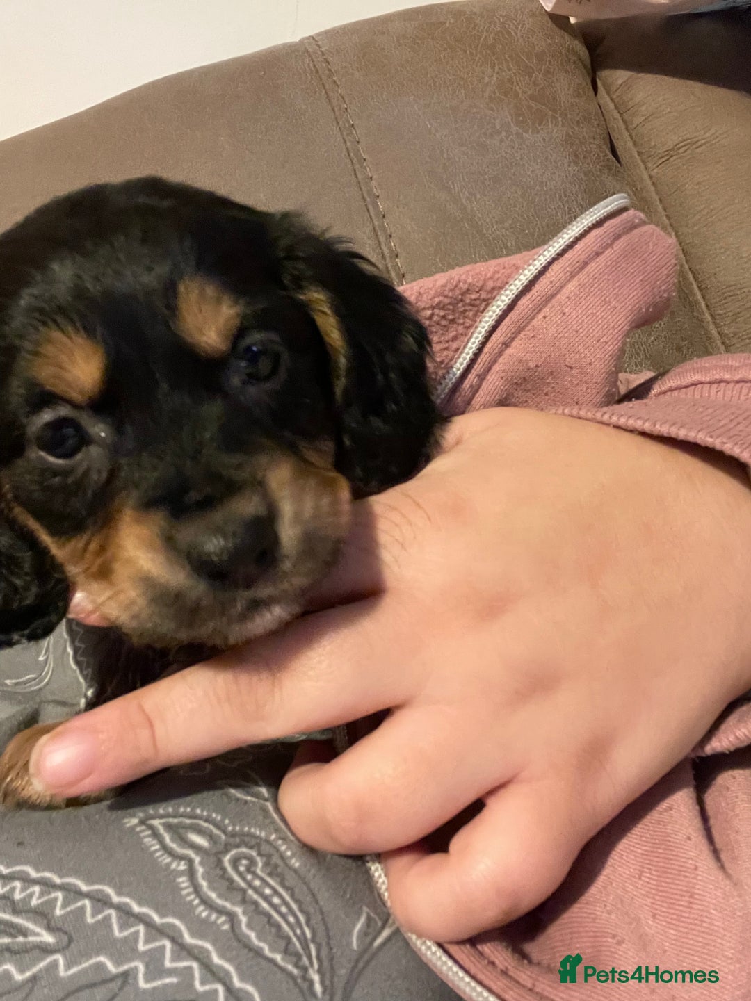 Mixed Breed dogs for sale: Cocker spaniel crosses - Image 3