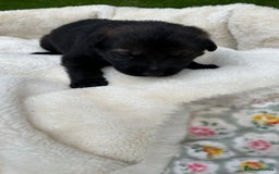 German Shepherd dogs for sale: German Shepherd's from DDR and Czech bloodlines.  - Image 19