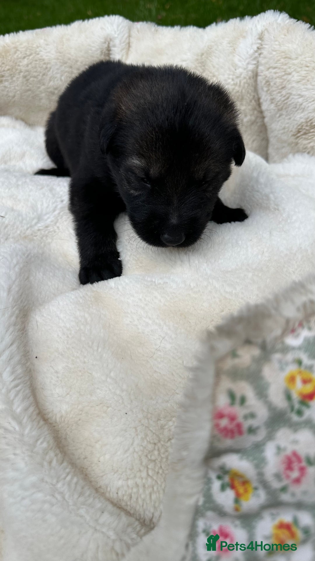 German Shepherd dogs for sale: German Shepherd's from DDR and Czech bloodlines.  - Image 19