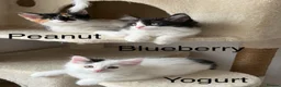 Mixed Breed cats for sale: Bobtail and Ragdoll mixed - Advert 23