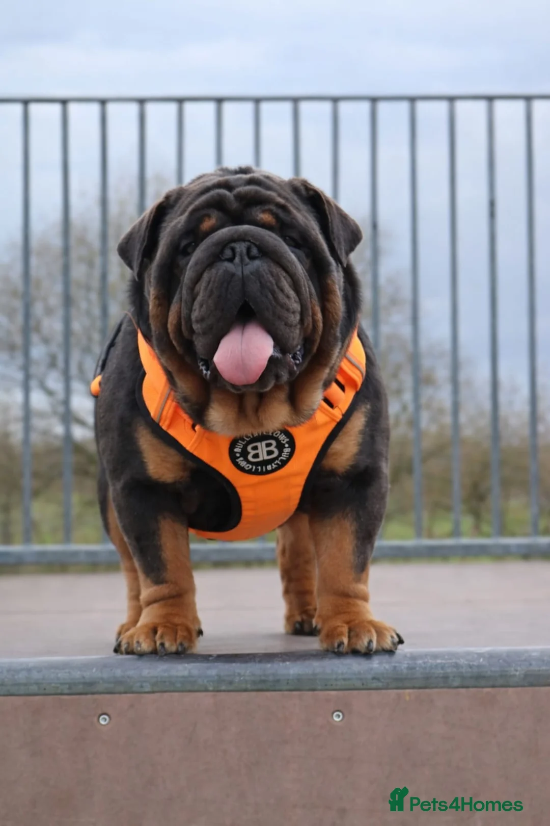English Bulldog dogs for stud: PROVEN KC Blue & Tan Bulldog for Stud - Advert 2