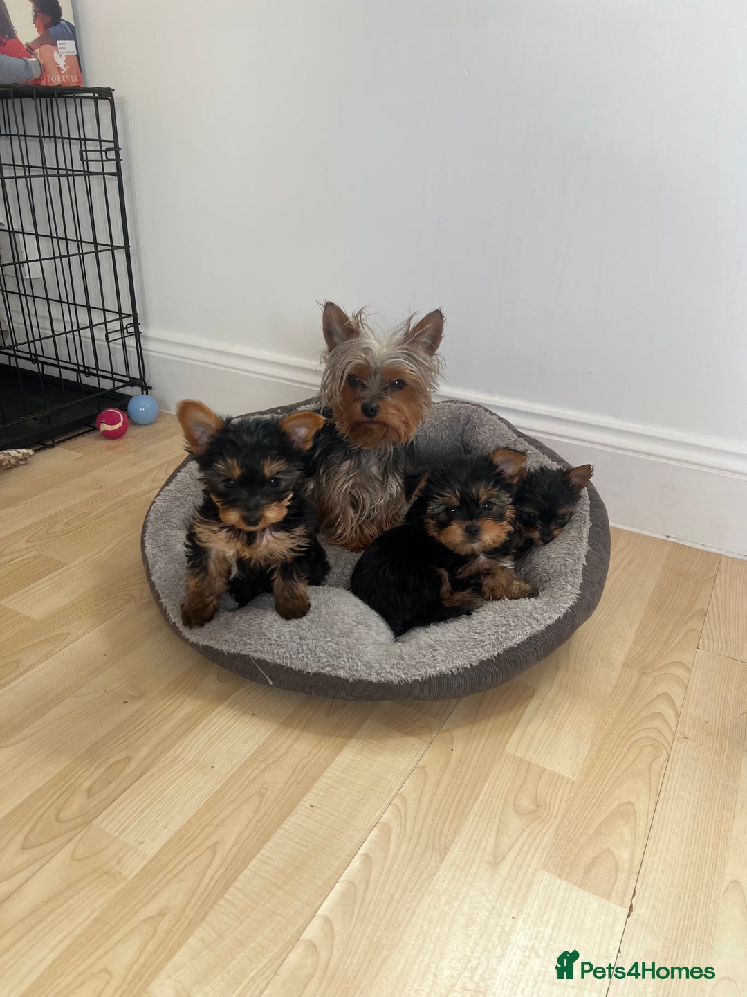 Yorkshire Terrier dogs for stud: 💙Proven Toy Yorkshire Terrier for Stud💙 - Image 4