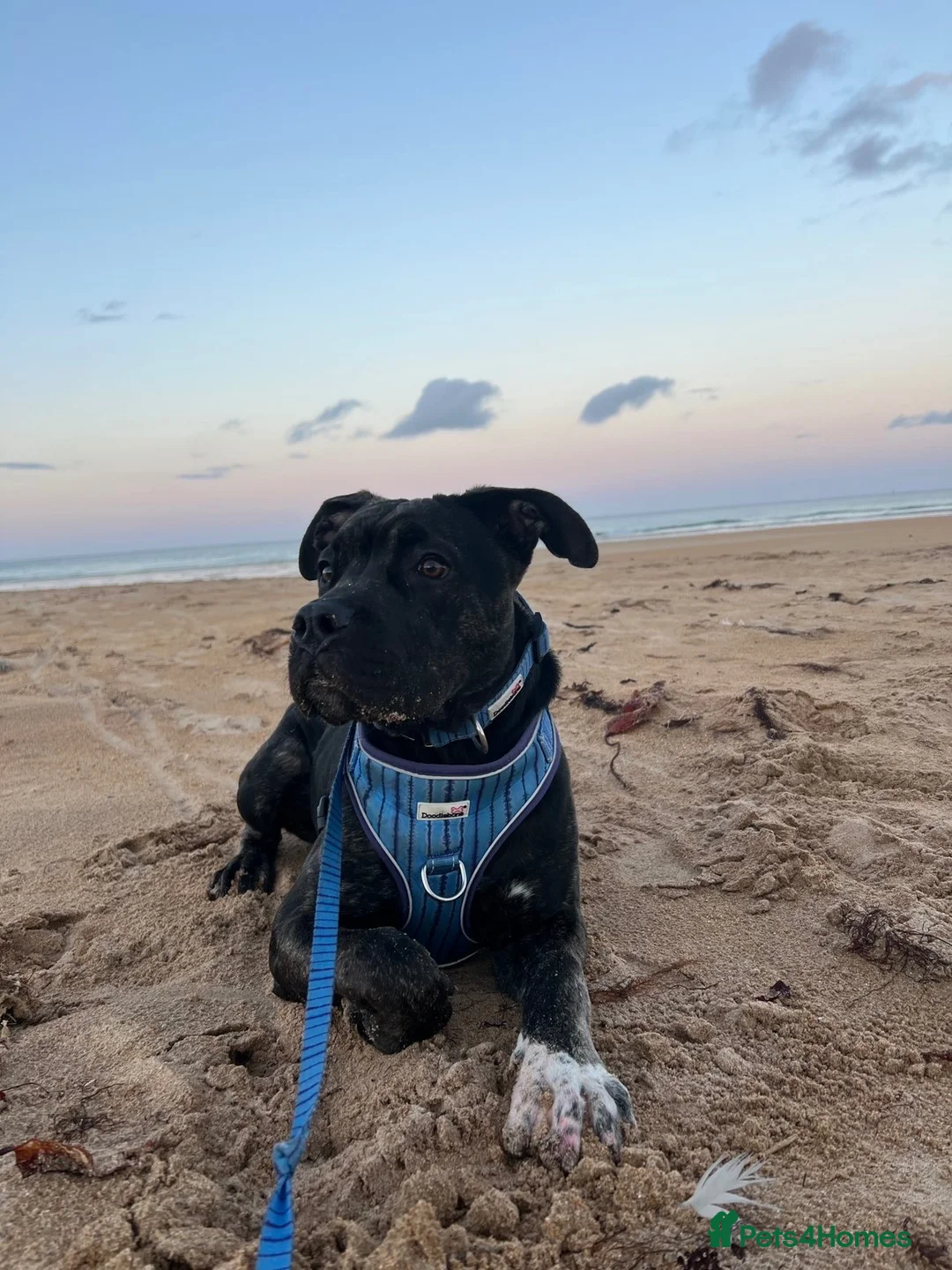 Mixed Breed dogs for sale: Cane corso x pressa canario in Fraserburgh - Advert 2