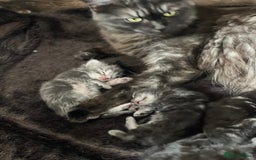 Maine Coon cats for sale: Maine coon kittens  - Image 3