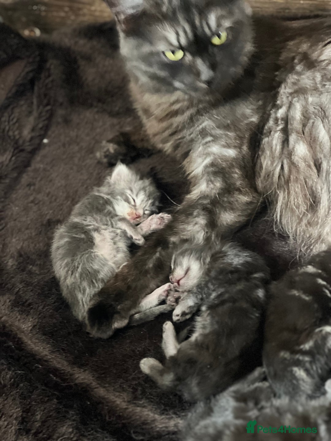 Maine Coon cats for sale: Maine coon kittens  - Image 3
