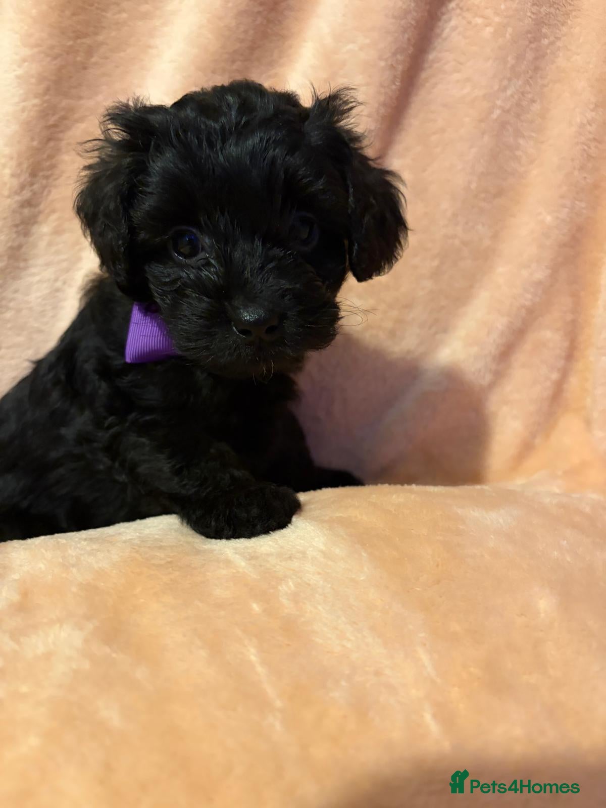 Shihpoo dogs 🐶 Gorgeous F1B Shihpoo Puppies - Family Raised 💕 - Advert 1
