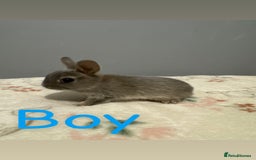 Netherland Dwarf rabbits for sale: Baby Netherland dwarfs  - Image 4