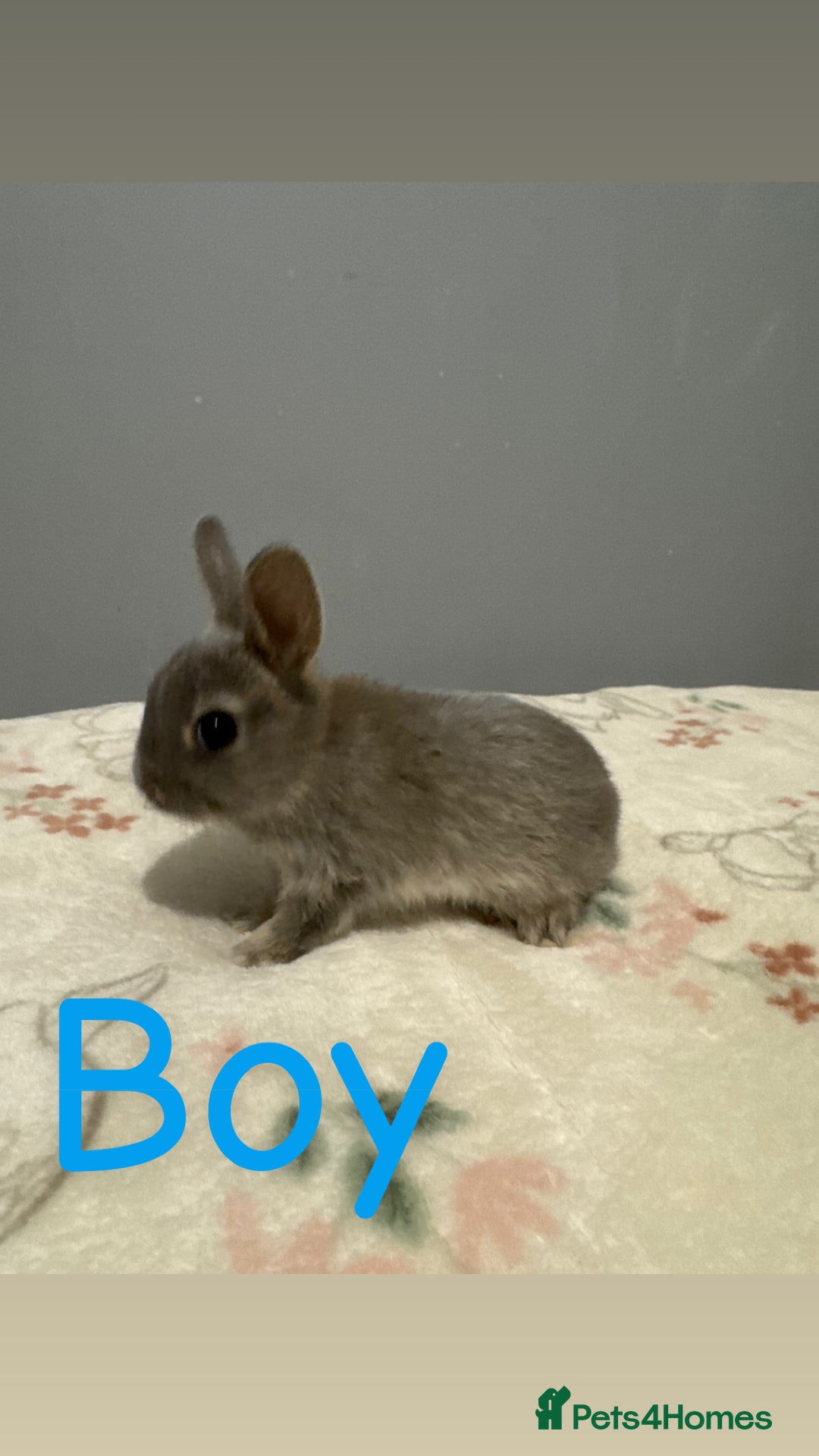 Netherland Dwarf rabbits for sale: Baby Netherland dwarfs  - Image 4