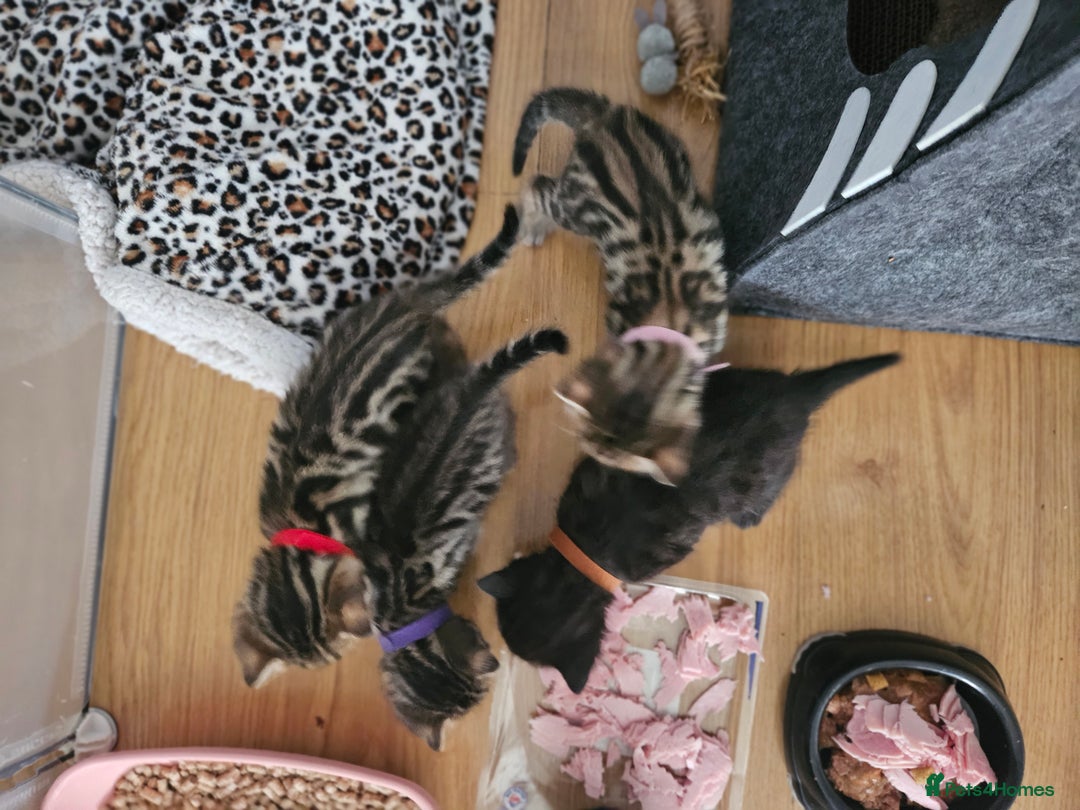 Bengal cats for sale: Bengal beauties - Image 9