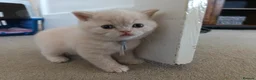 British Shorthair cats for sale: GCCF registered cream and lilac BSH - Advert 24