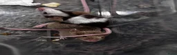 Mouse rodents for sale: Mixed boys/girl baby mice  - Advert 5