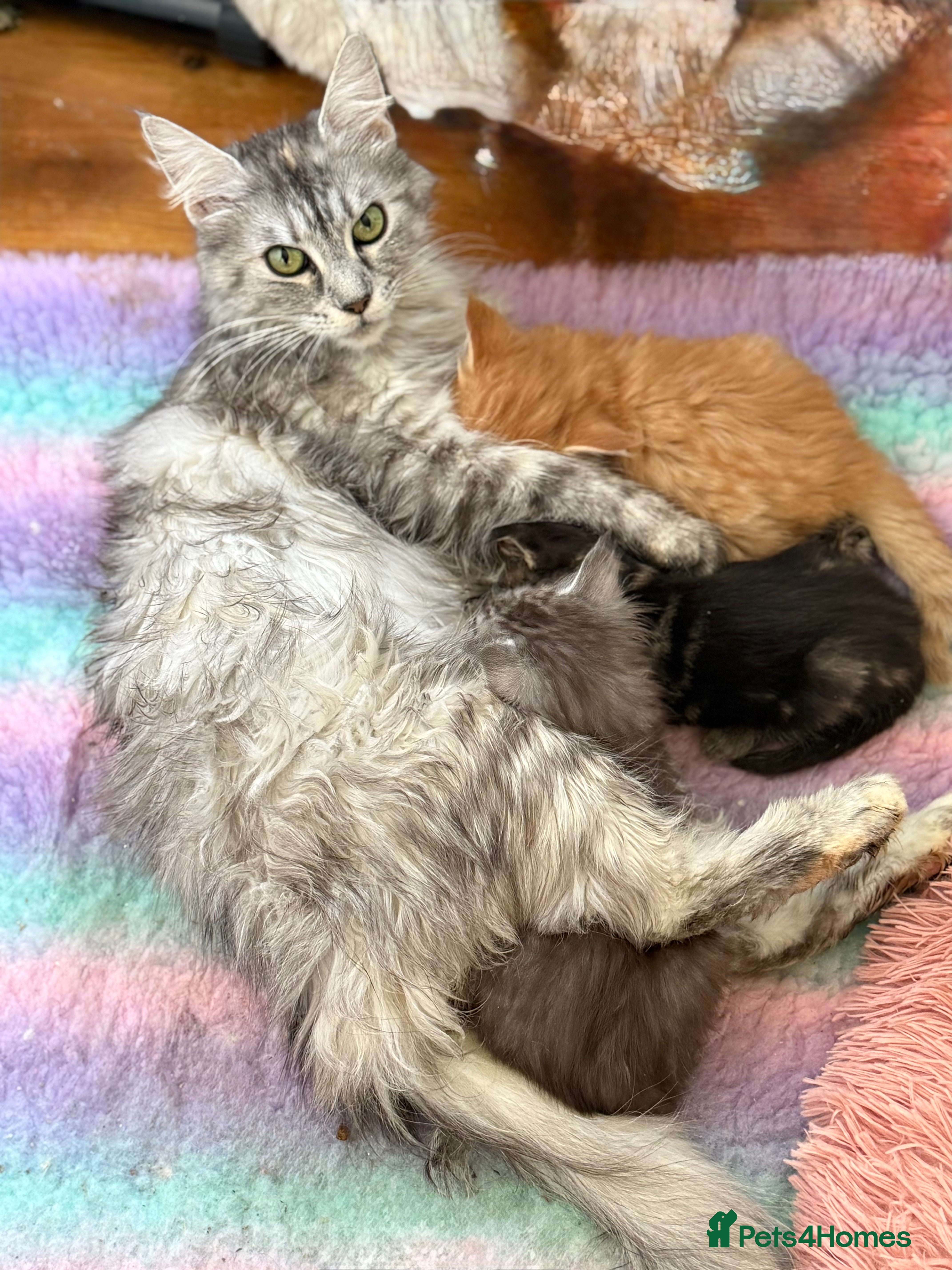 Maine Coon cats Maine Coon Cross Kittens - Advert 1