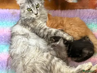 Maine Coon cats Maine Coon Cross Kittens - Advert 1