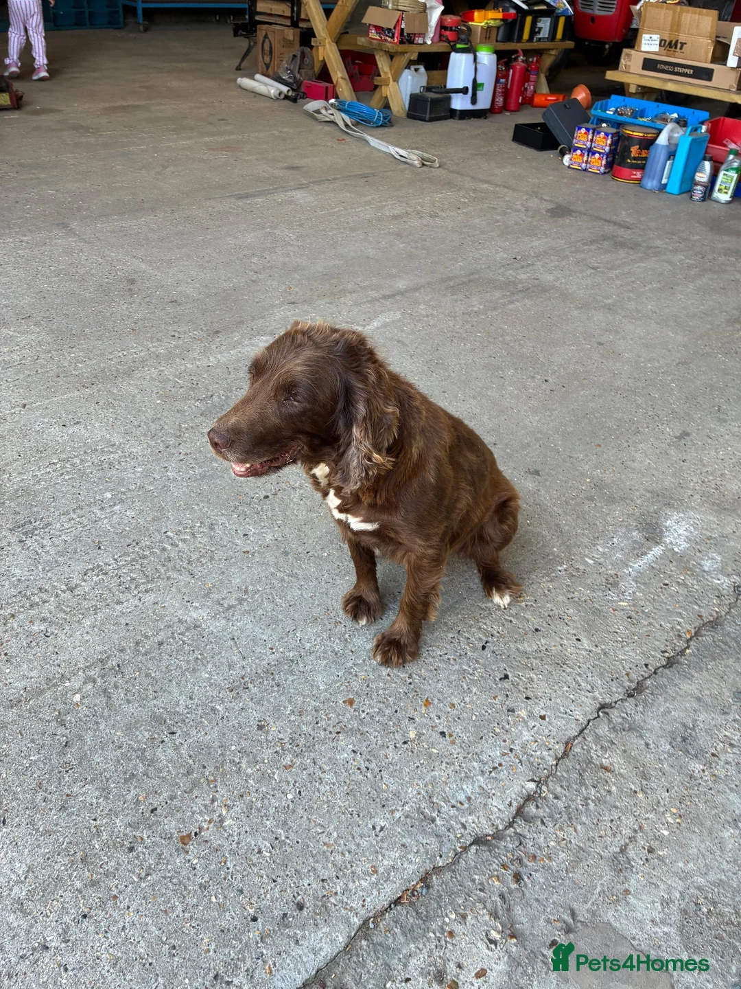 Sprocker dogs for sale: Sprocker puppies  - Advert 1