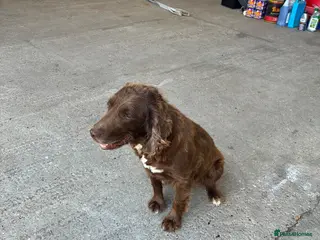 Sprocker dogs Sprocker puppies - 2 now available - Advert 1