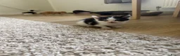 Mixed Breed cats for sale: Kittens  in Mountain Ash - Advert 6