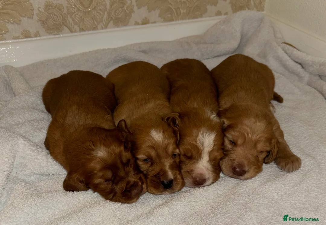 Cocker Spaniel dogs for sale: Working type cocker spaniel puppys - Advert 15
