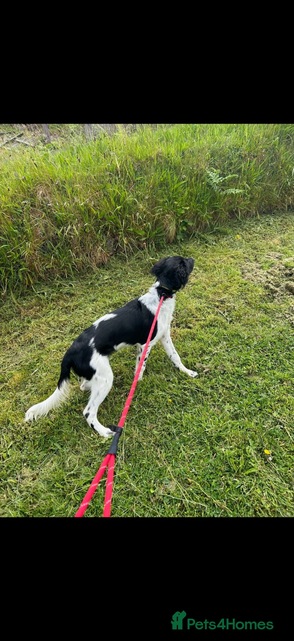Mixed Breed dogs 6 month old sprollie for REHOMING - Advert 7
