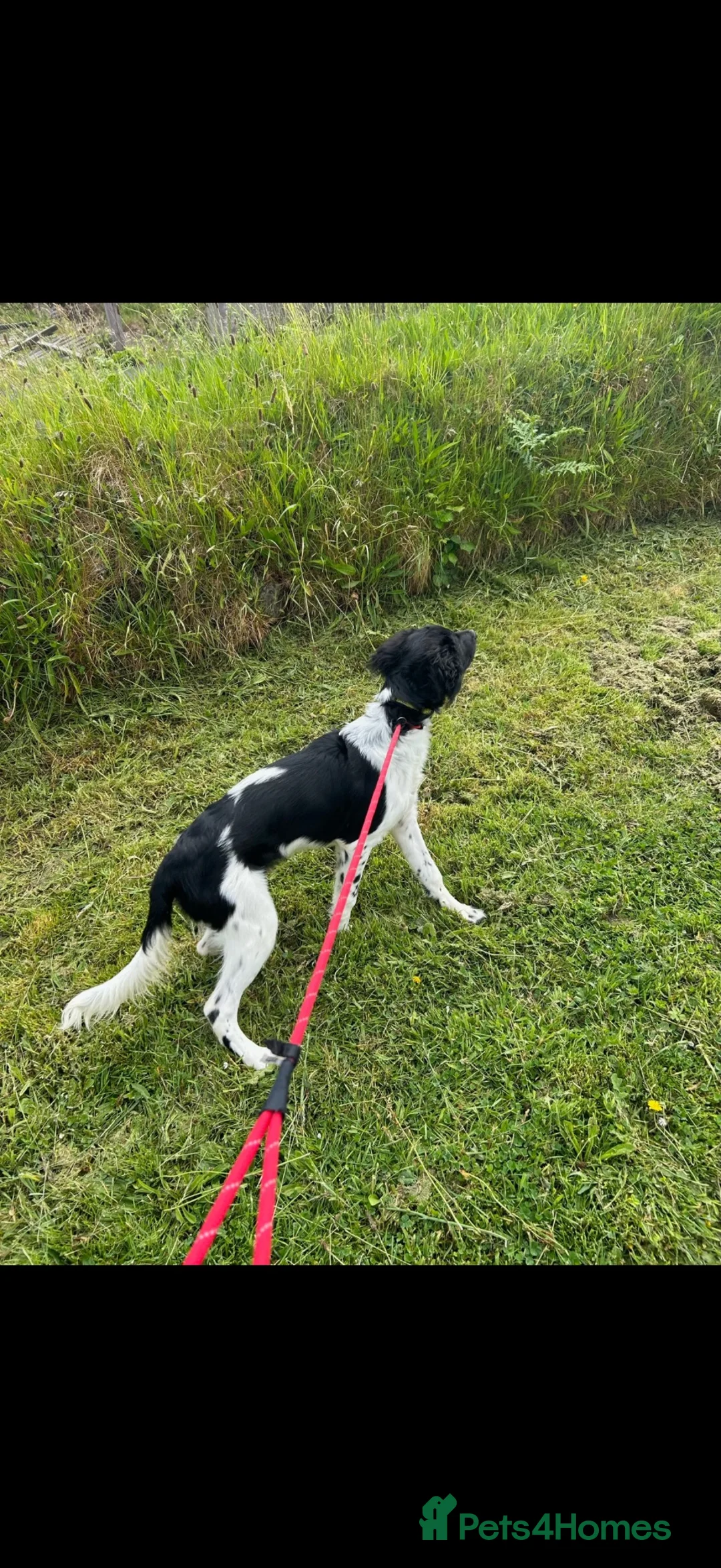 Mixed Breed dogs for sale: 6 month old sprollie for REHOMING - Advert 1