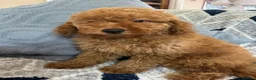 Cockapoo dogs for sale: cockapoo puppy forsale  - Advert 4