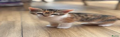 Mixed Breed Kitten 4
