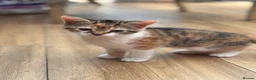 Mixed Breed cats for sale: Kittens  - Advert 8