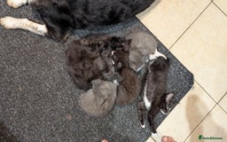 Mixed Breed cats for sale: Mixed breed , Maine coon x rag doll x local tom ! - Image 9