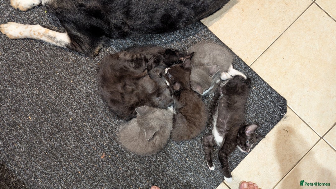 Mixed Breed cats for sale: Mixed breed , Maine coon x rag doll x local tom ! - Image 9