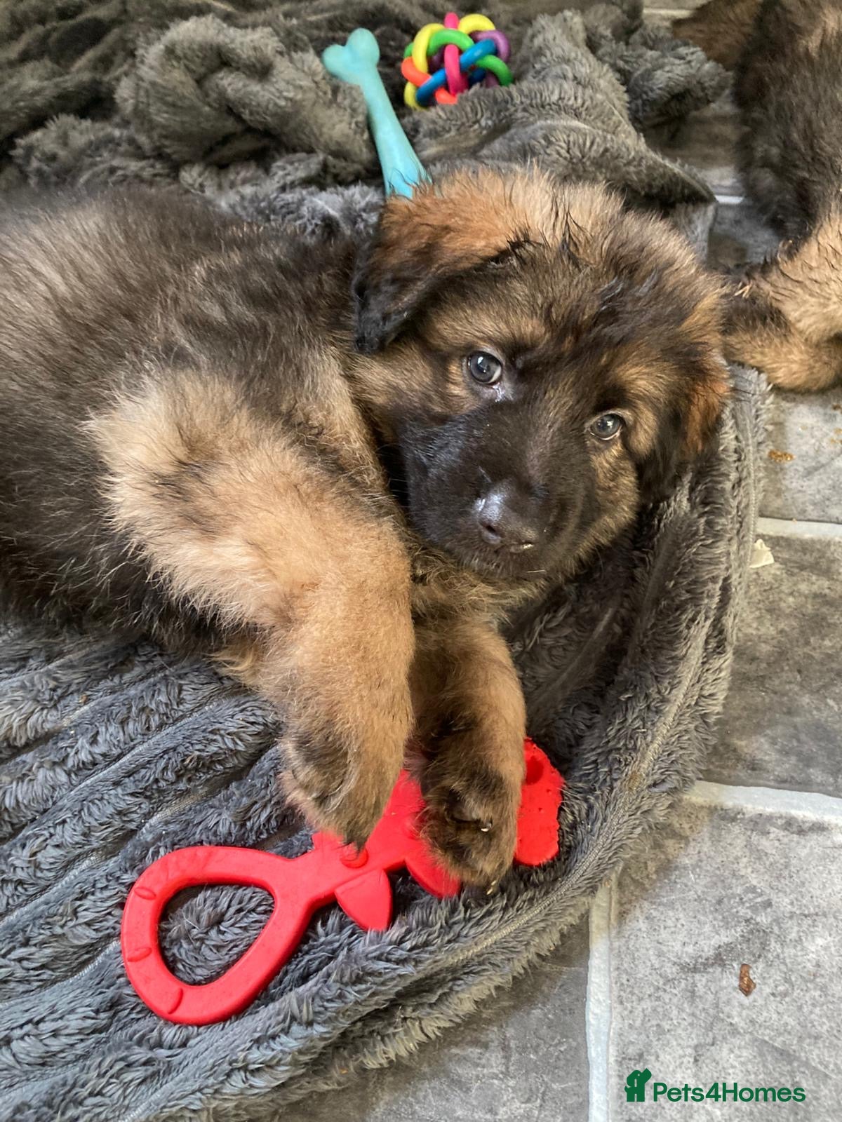 German Shepherd dogs German shepherd puppies - Advert 1