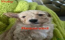 Mixed Breed dogs for sale: Maltipoo x Cockapoo puppies - Image 7