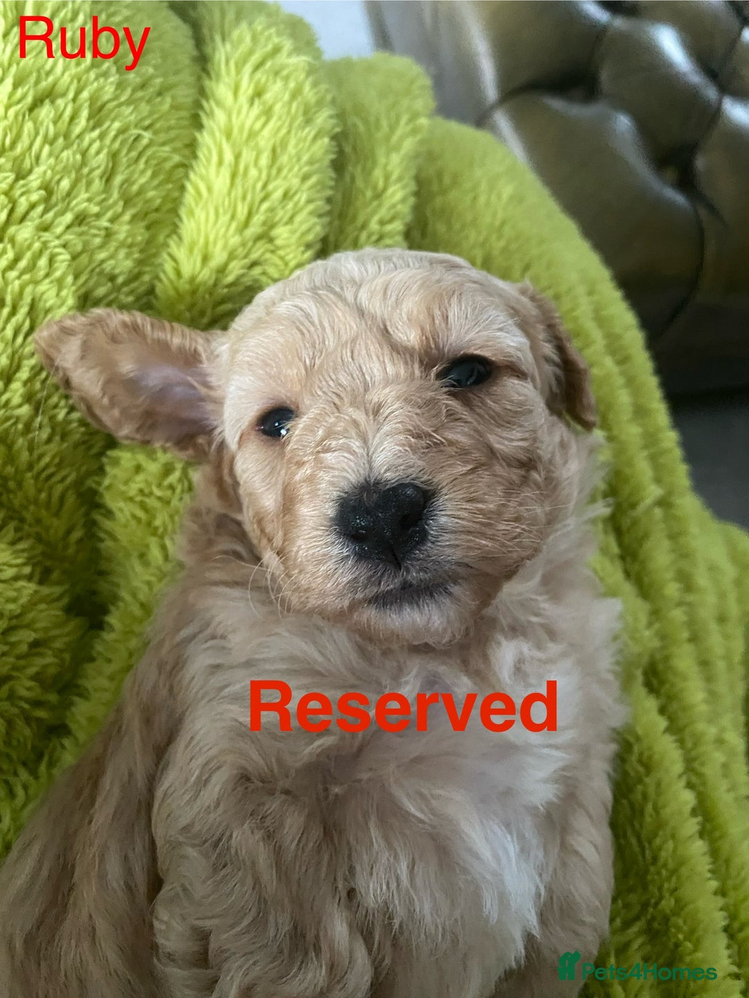 Mixed Breed dogs for sale: Maltipoo x Cockapoo puppies - Image 7