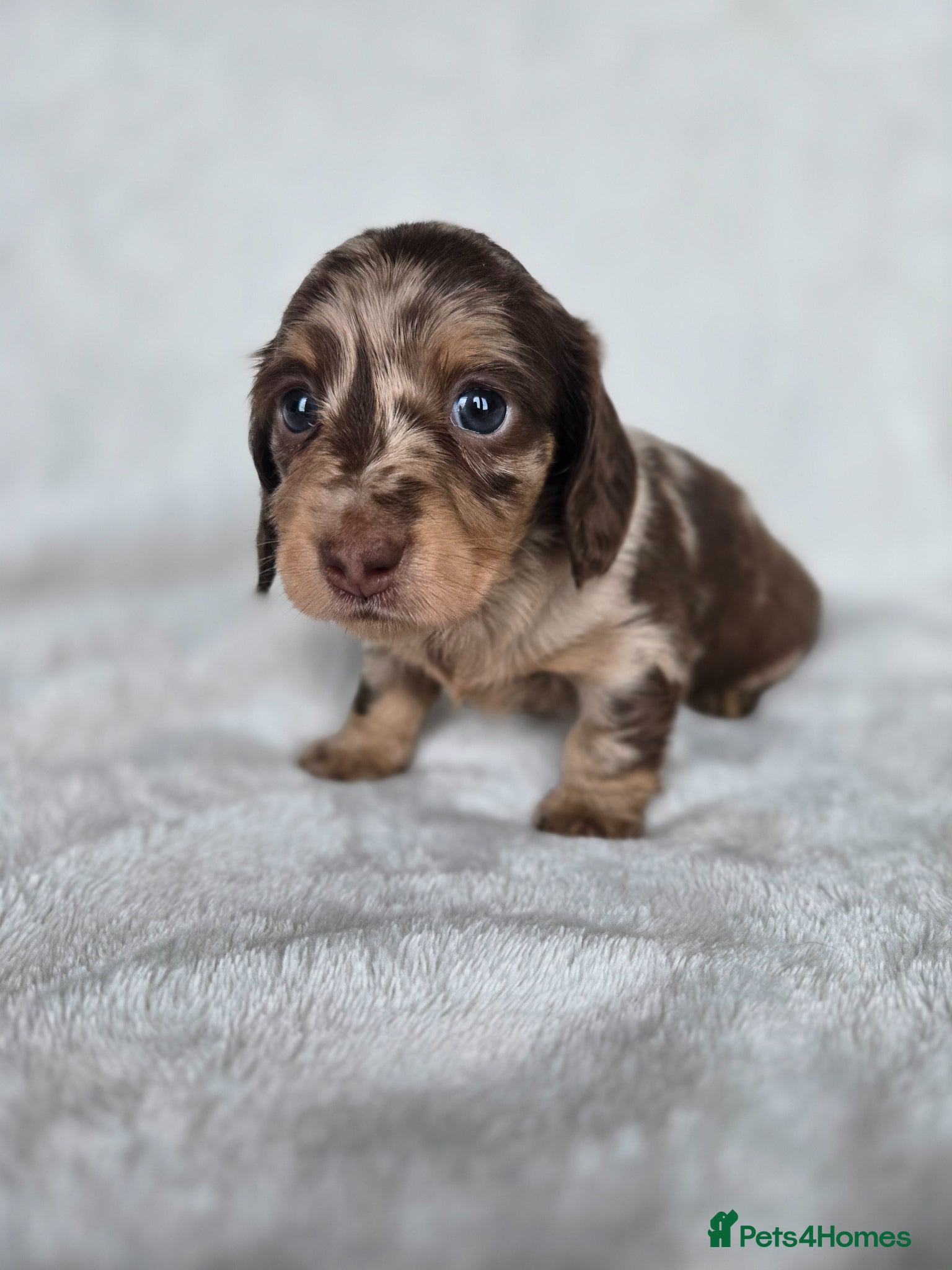 Miniature Dachshund dogs ❤️Miniature dachshund puppies❤️ - Advert 18