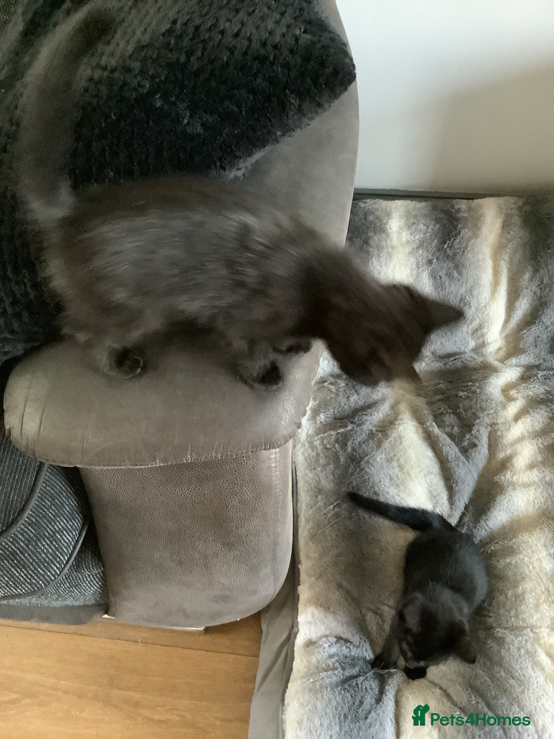 RagaMuffin cats for sale: 3 x girls for sale  - Advert 7