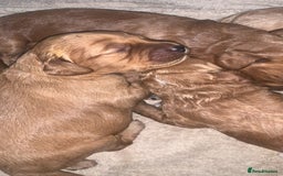 Cockapoo dogs for sale: Cockapoos  - Image 6