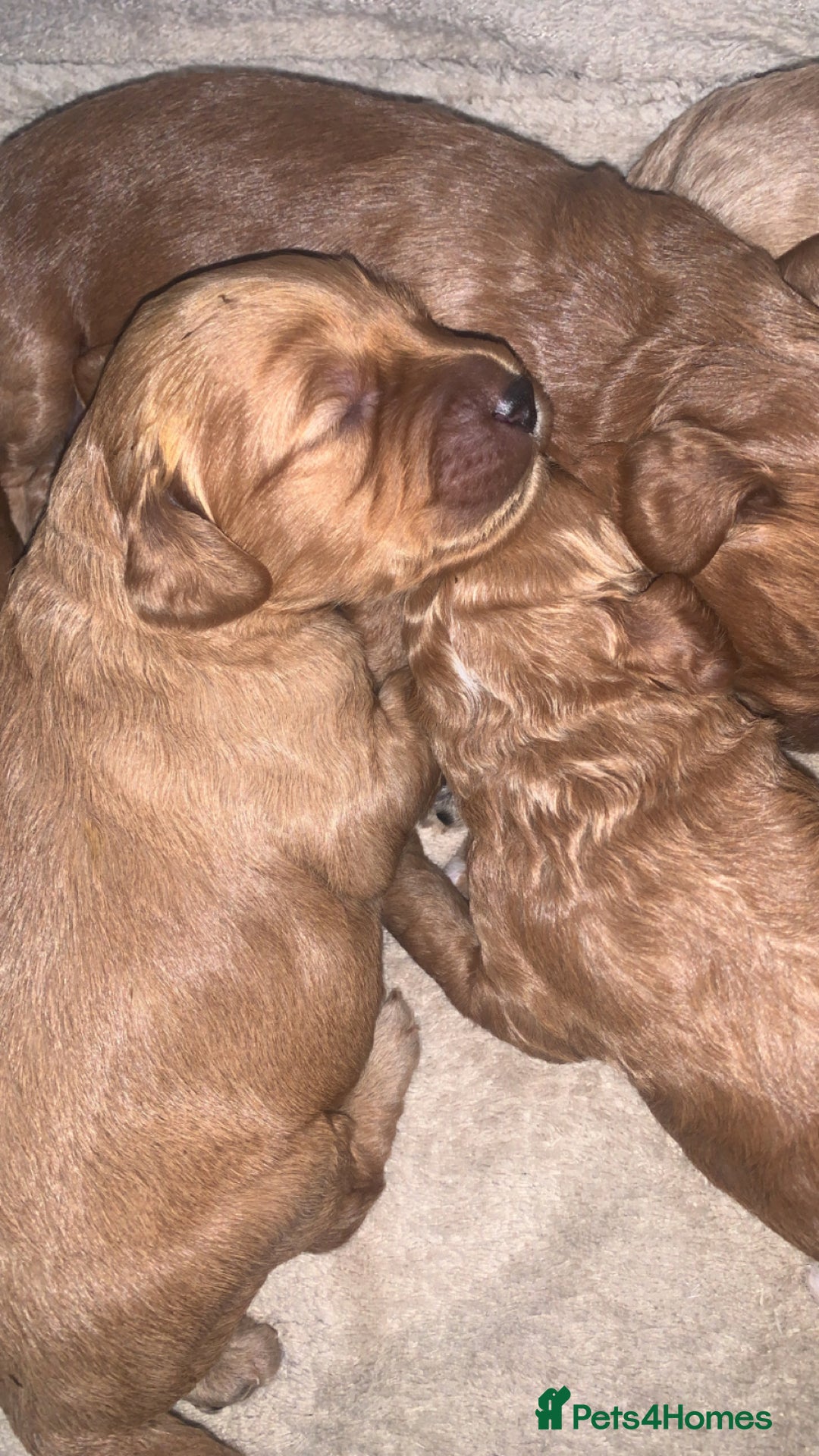 Cockapoo dogs for sale: Cockapoos  - Image 6