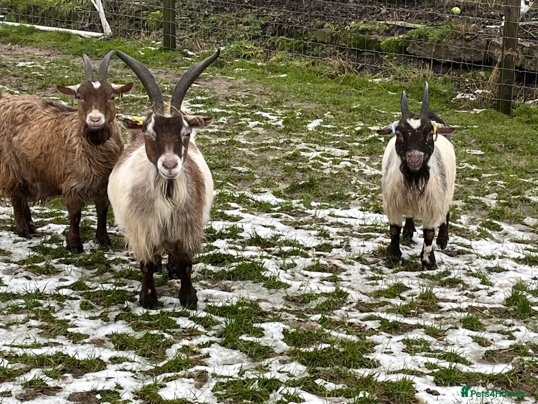 Goats livestock for sale: In kid Pygmy goats  - Advert 1