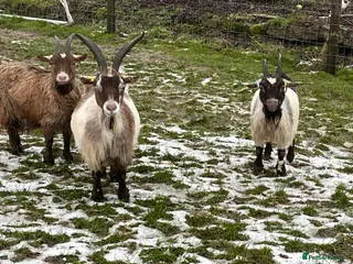 Goats livestock In kid Pygmy goats - Advert 9