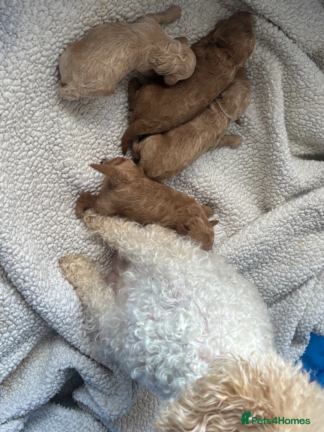 Toy Poodle dogs for sale: Toy poodle puppies 🐩 Ready to leave next week 🐩 - Advert 34