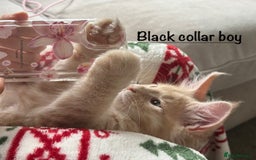 Maine Coon cats for sale: Beautiful Maine coon kittens for sale - Image 13