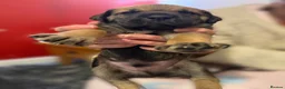 Mixed Breed dogs for sale: Rottweiler Cross Puppies.  - Advert 16