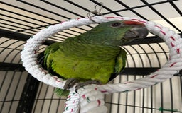 Parrots birds for sale: Hand Reared Baby Festive Amazons  - Image 1