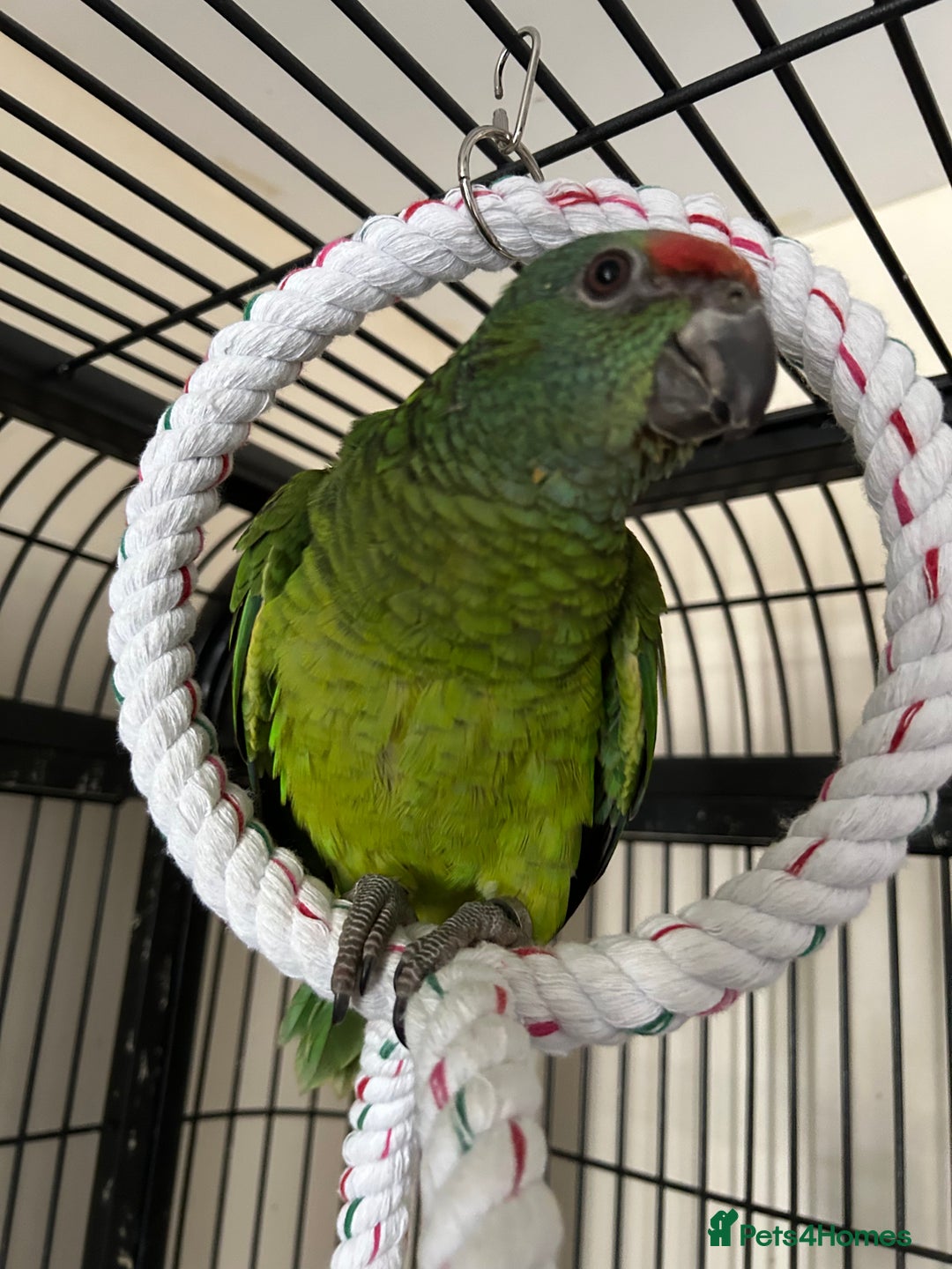 Parrots birds for sale: Hand Reared Baby Festive Amazons  - Image 1