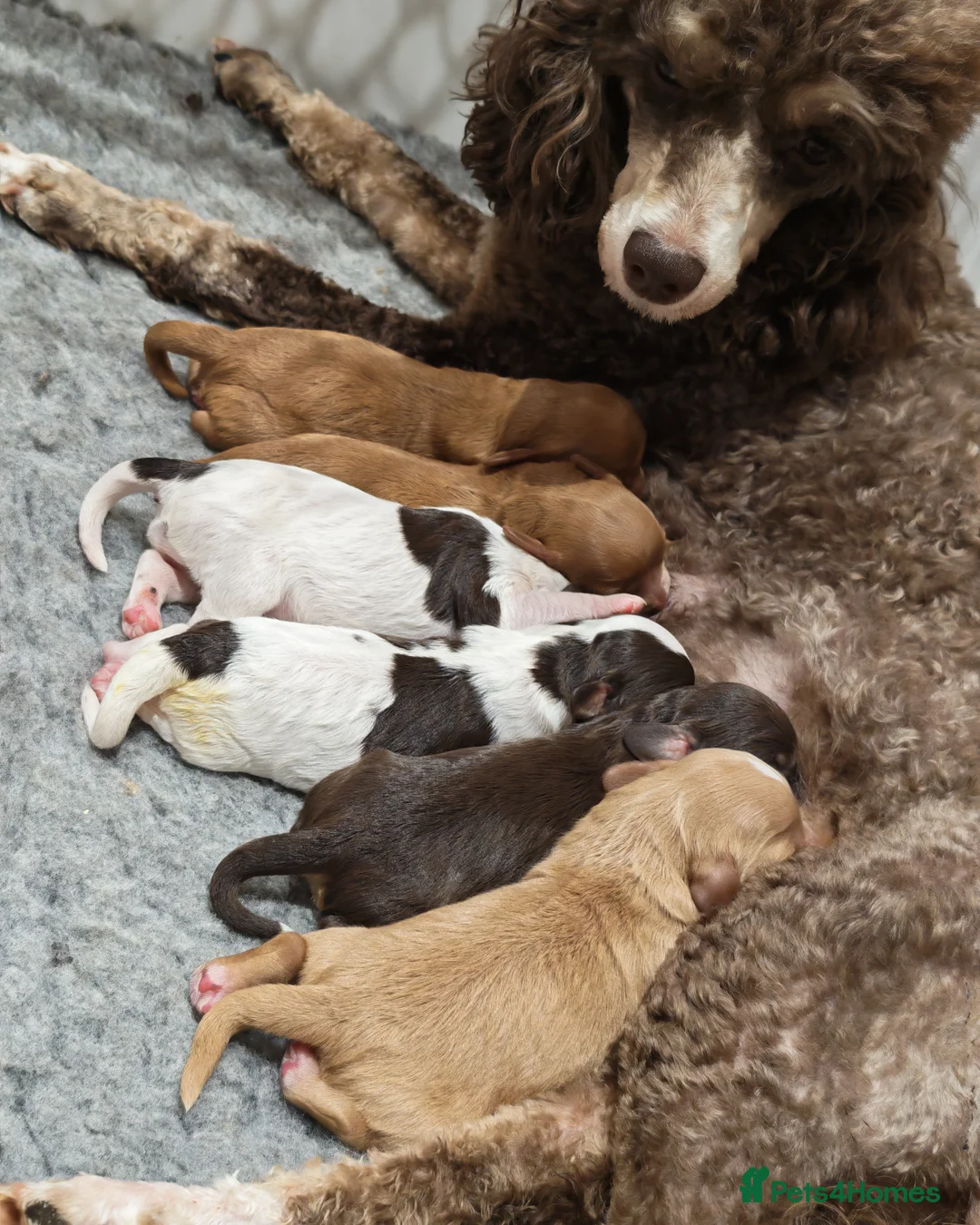 Cavapoo dogs for sale: STUNNING RARE CHOCOLATE CAVAPOO PUPPIES  - Advert 2