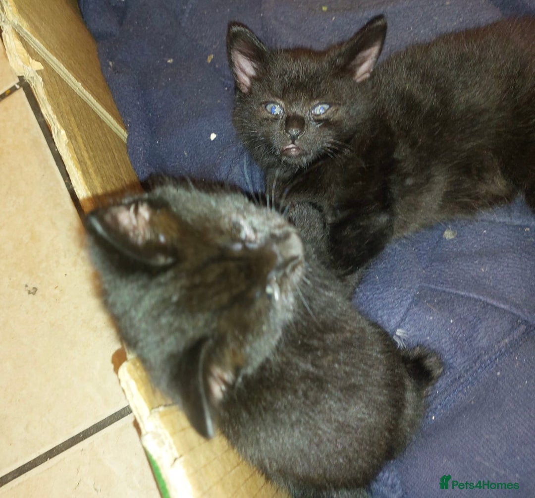 Domestic Shorthair cats for sale: Kittens & mother cat for sale - Image 7